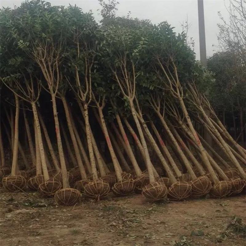 园林绿化苗南方北方种植大叶女贞树苗庭院地栽四季常青高杆女