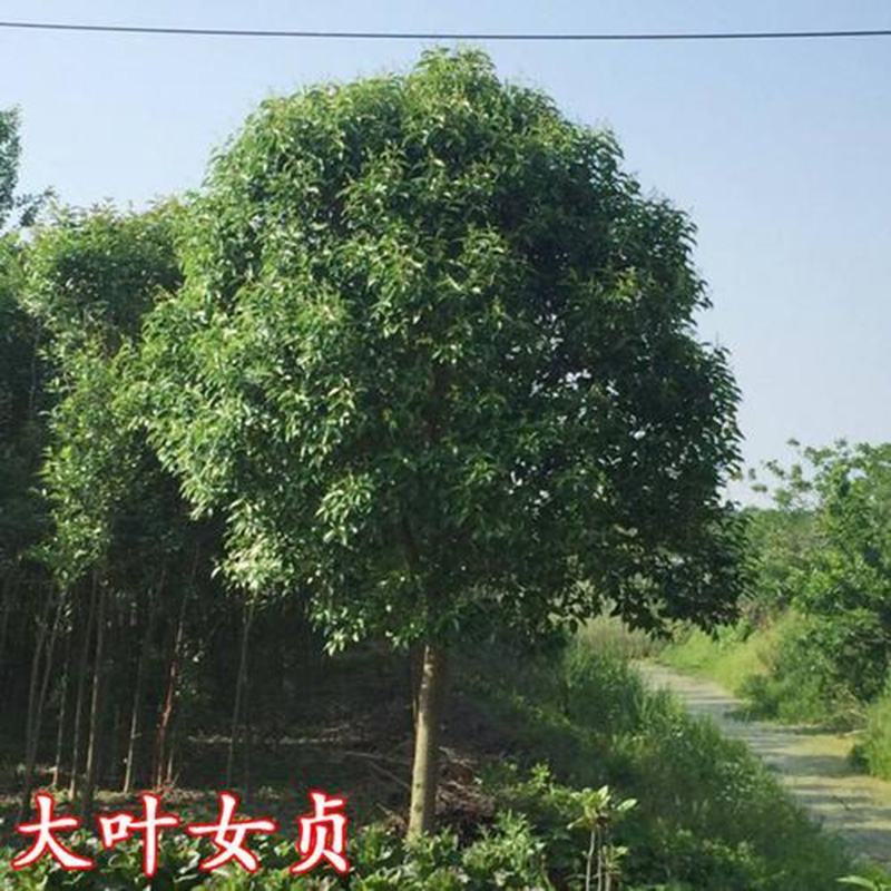 园林绿化苗南方北方种植大叶女贞树苗庭院地栽四季常青高杆女