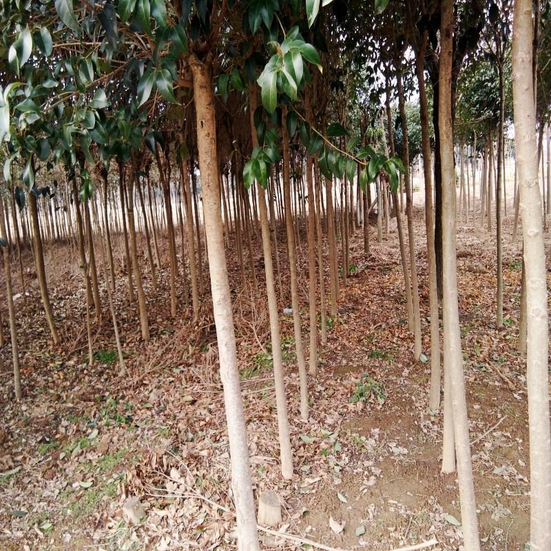 园林绿化苗南方北方种植大叶女贞树苗庭院地栽四季常青高杆女