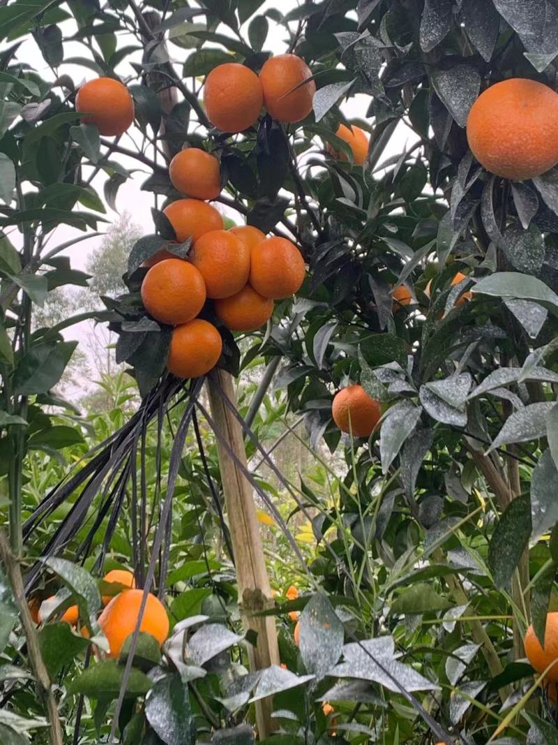 广西沃柑