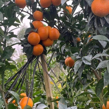广西沃柑