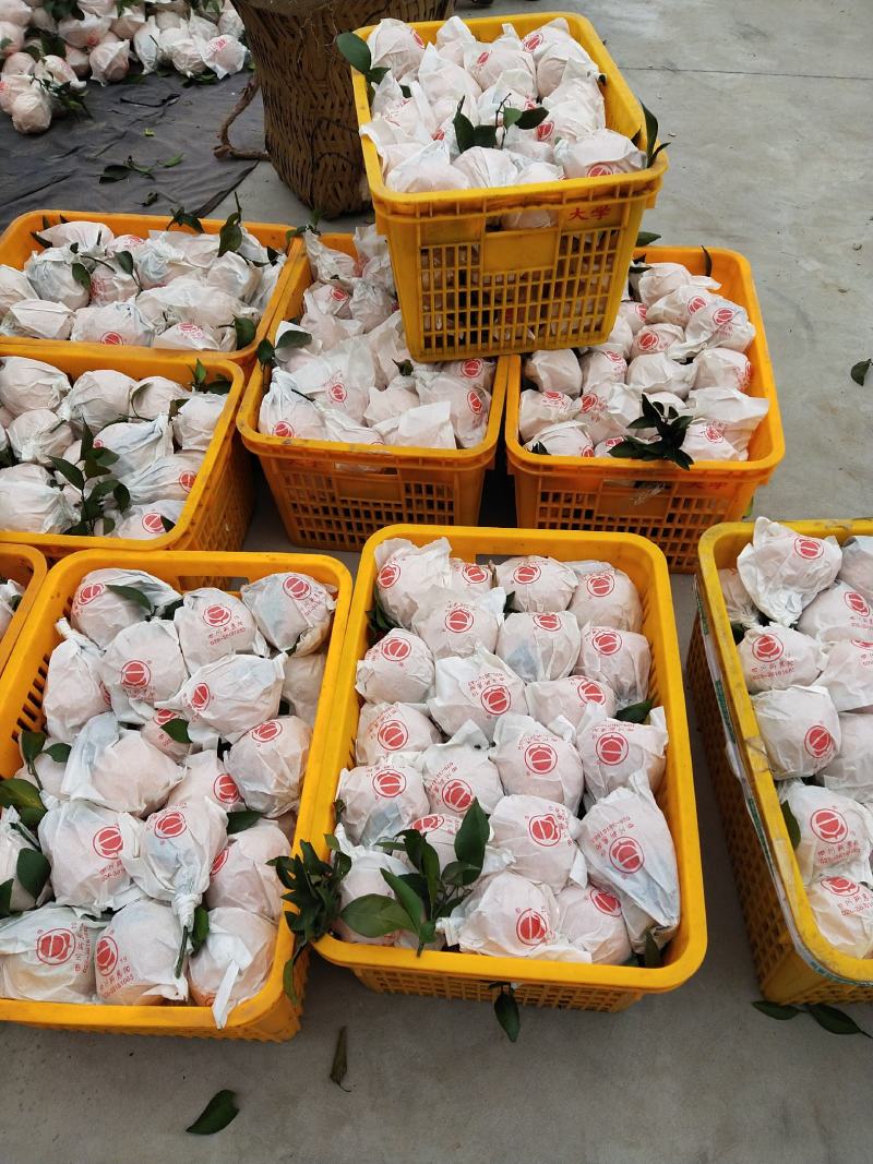 耙耙柑大量有货，基地直销一手货源量大从优，果园直销