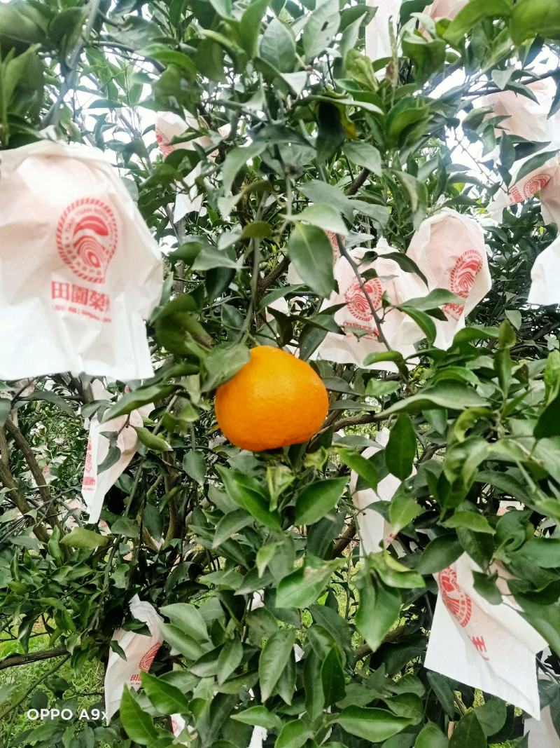 精品耙耙柑大量上市口感纯甜细腻化渣个头漂亮颜色好欢迎订购