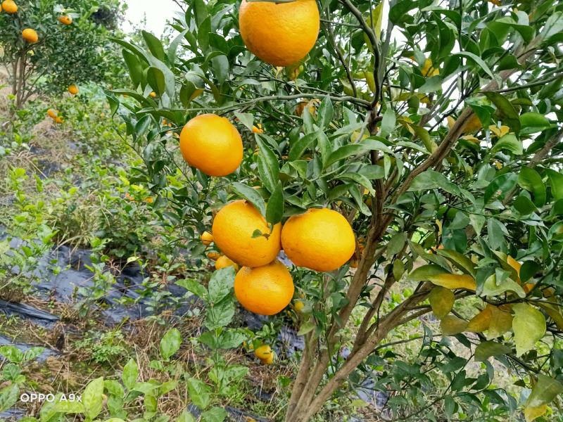 精品耙耙柑大量上市口感纯甜细腻化渣个头漂亮颜色好欢迎订购