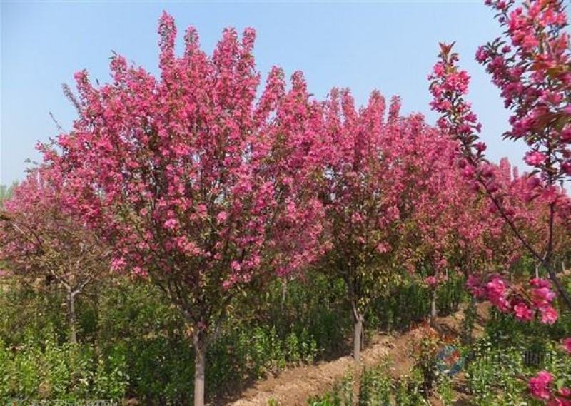 绿化苗木西府海棠垂丝海棠北美海棠树苗海棠花苗高