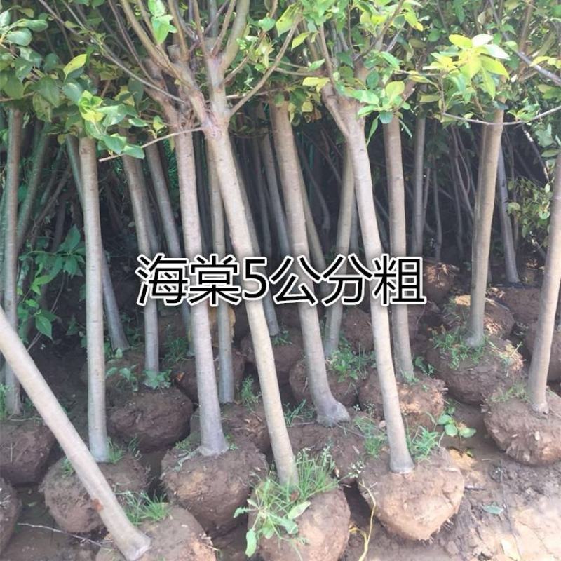 绿化苗木西府海棠垂丝海棠北美海棠树苗海棠花苗高