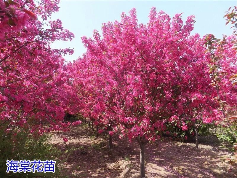 绿化苗木西府海棠垂丝海棠北美海棠树苗海棠花苗高