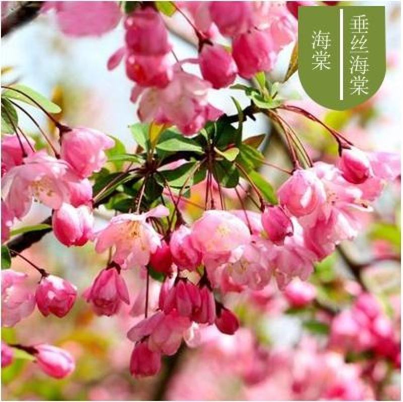 绿化苗木西府海棠垂丝海棠北美海棠树苗海棠花苗高