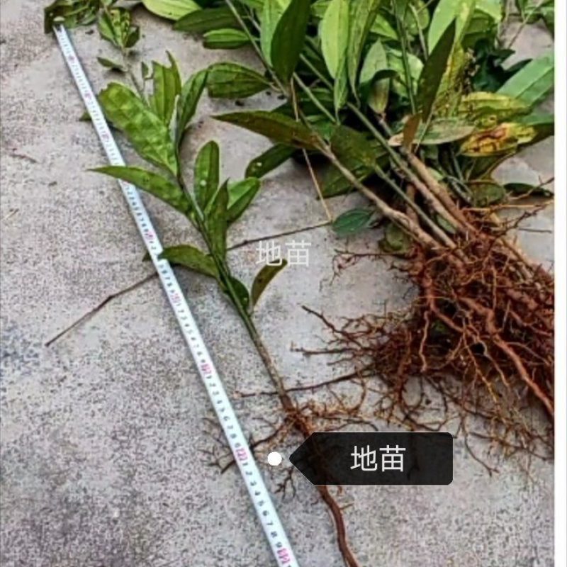 【优质】肉桂苗产地现挖现发根系发达品种纯正
