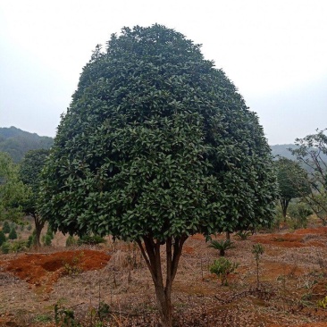地栽桂花树苗金桂丹桂小苗血桂四季桂盆栽八月桂浓香型庭院征