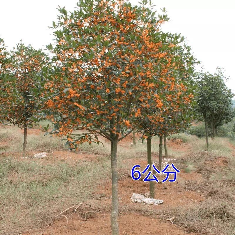 地栽桂花树苗金桂丹桂小苗血桂四季桂盆栽八月桂浓香型庭院征