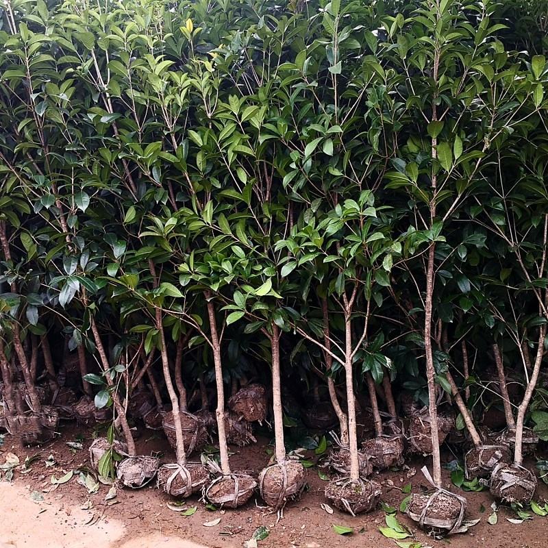 地栽桂花树苗金桂丹桂小苗血桂四季桂盆栽八月桂浓香型庭院征