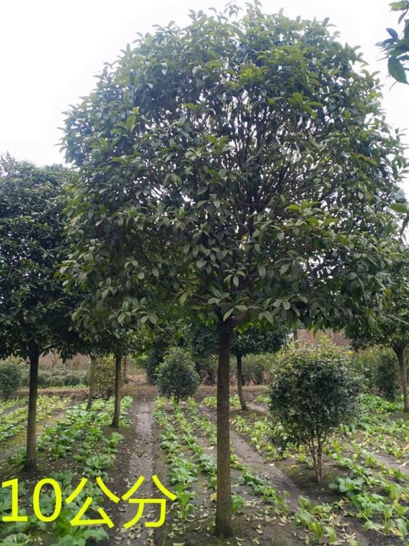 地栽桂花树苗金桂丹桂小苗血桂四季桂盆栽八月桂浓香型庭院征