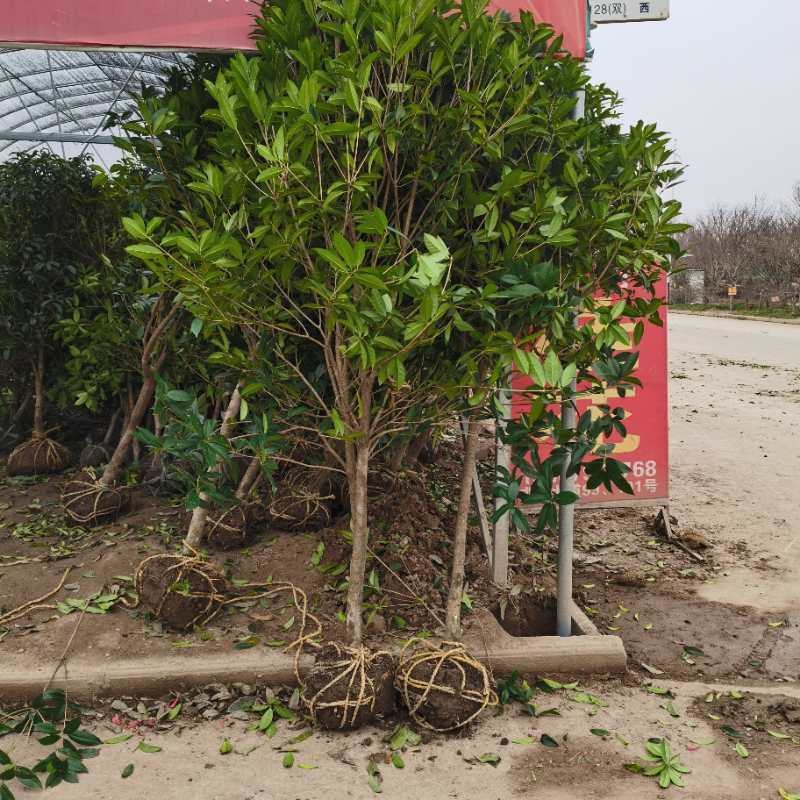 地栽桂花树苗金桂丹桂小苗血桂四季桂盆栽八月桂浓香型庭院征
