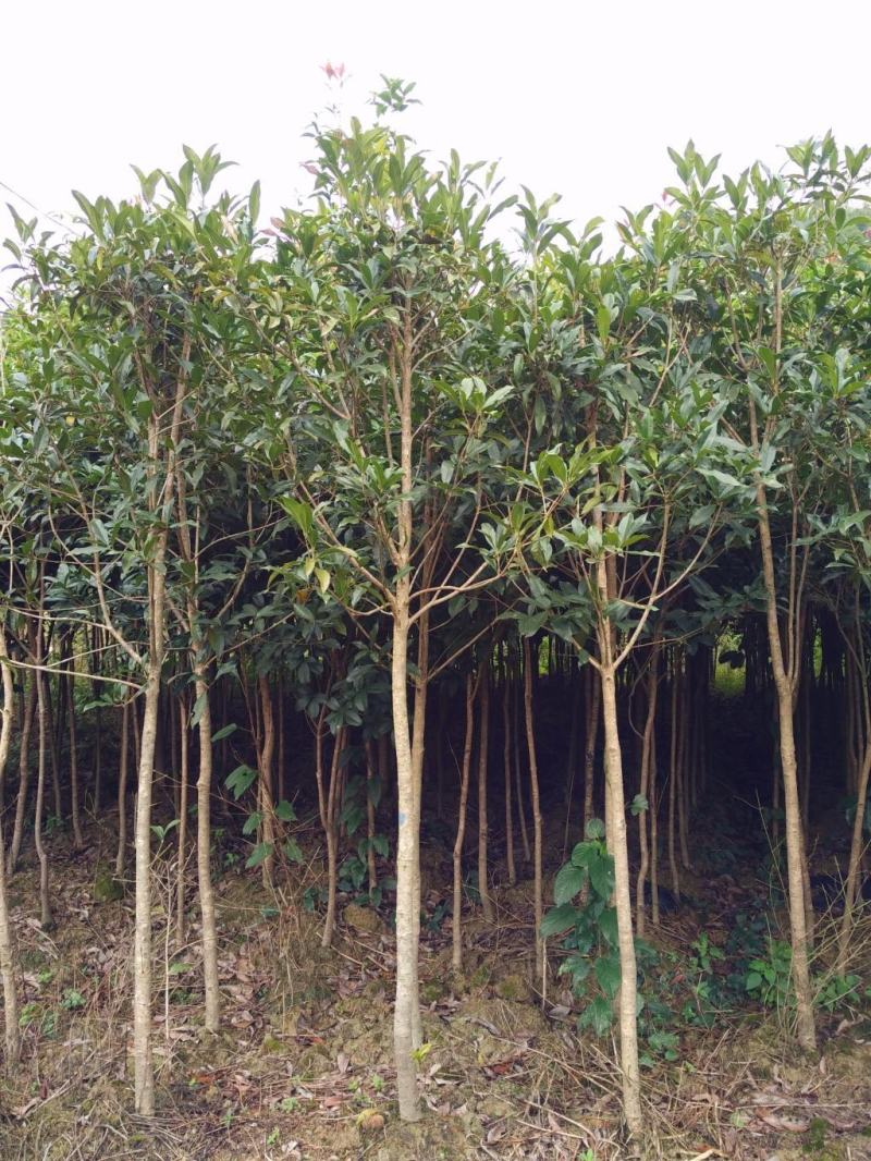 地栽桂花树苗金桂丹桂小苗血桂四季桂盆栽八月桂浓香型庭院征