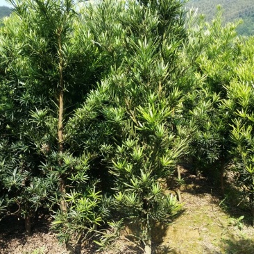 3一4公分罗汉松