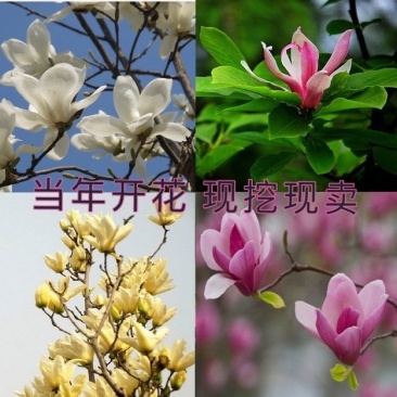 绿化苗木广玉兰小苗四季常青广玉兰荷花玉兰苗盆栽广玉兰树苗