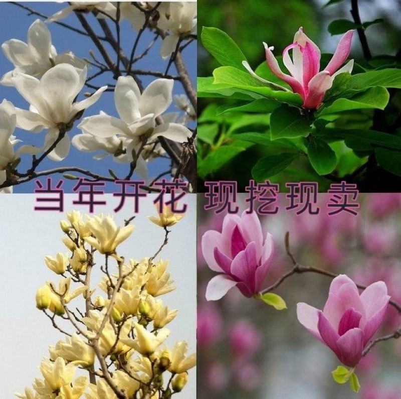 绿化苗木广玉兰小苗四季常青广玉兰荷花玉兰苗盆栽广玉兰树苗