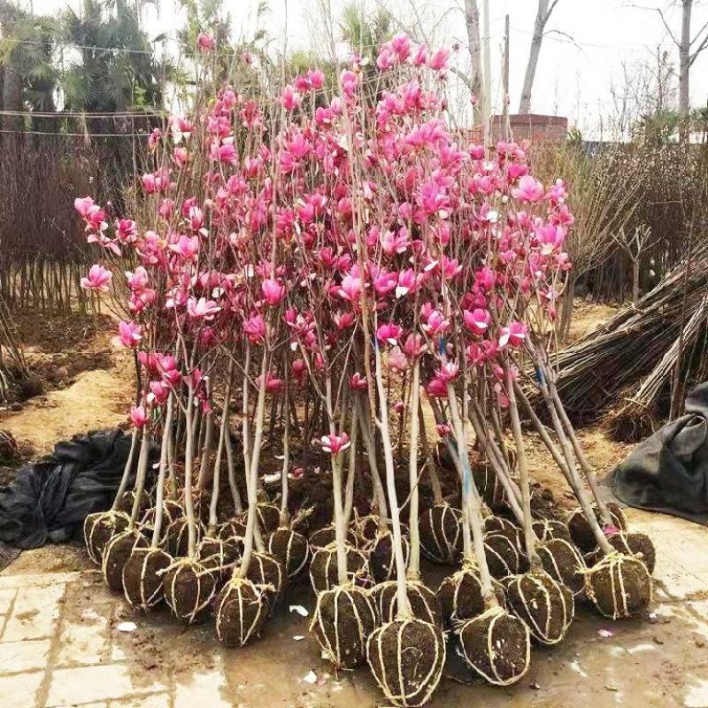 绿化苗木广玉兰小苗四季常青广玉兰荷花玉兰苗盆栽广玉兰树苗