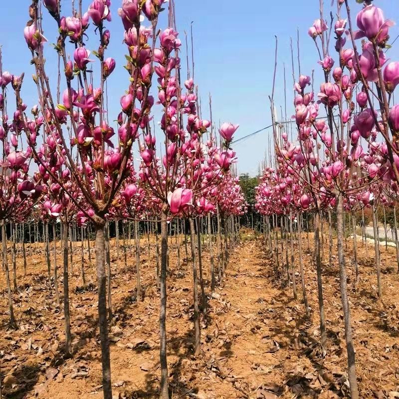 绿化苗木广玉兰小苗四季常青广玉兰荷花玉兰苗盆栽广玉兰树苗