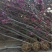 绿化苗木广玉兰小苗四季常青广玉兰荷花玉兰苗盆栽广玉兰树苗