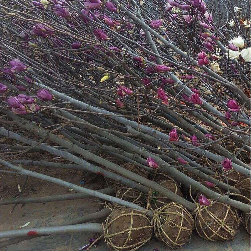 绿化苗木广玉兰小苗四季常青广玉兰荷花玉兰苗盆栽广玉兰树苗