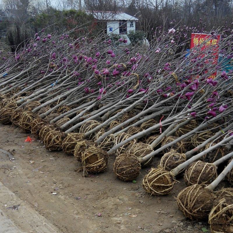 绿化苗木广玉兰小苗四季常青广玉兰荷花玉兰苗盆栽广玉兰树苗