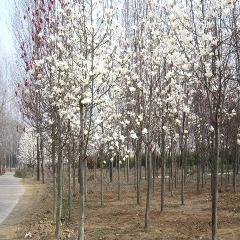 绿化苗木广玉兰小苗四季常青广玉兰荷花玉兰苗盆栽广玉兰树苗