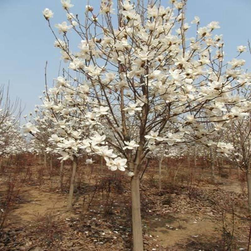 绿化苗木广玉兰小苗四季常青广玉兰荷花玉兰苗盆栽广玉兰树苗