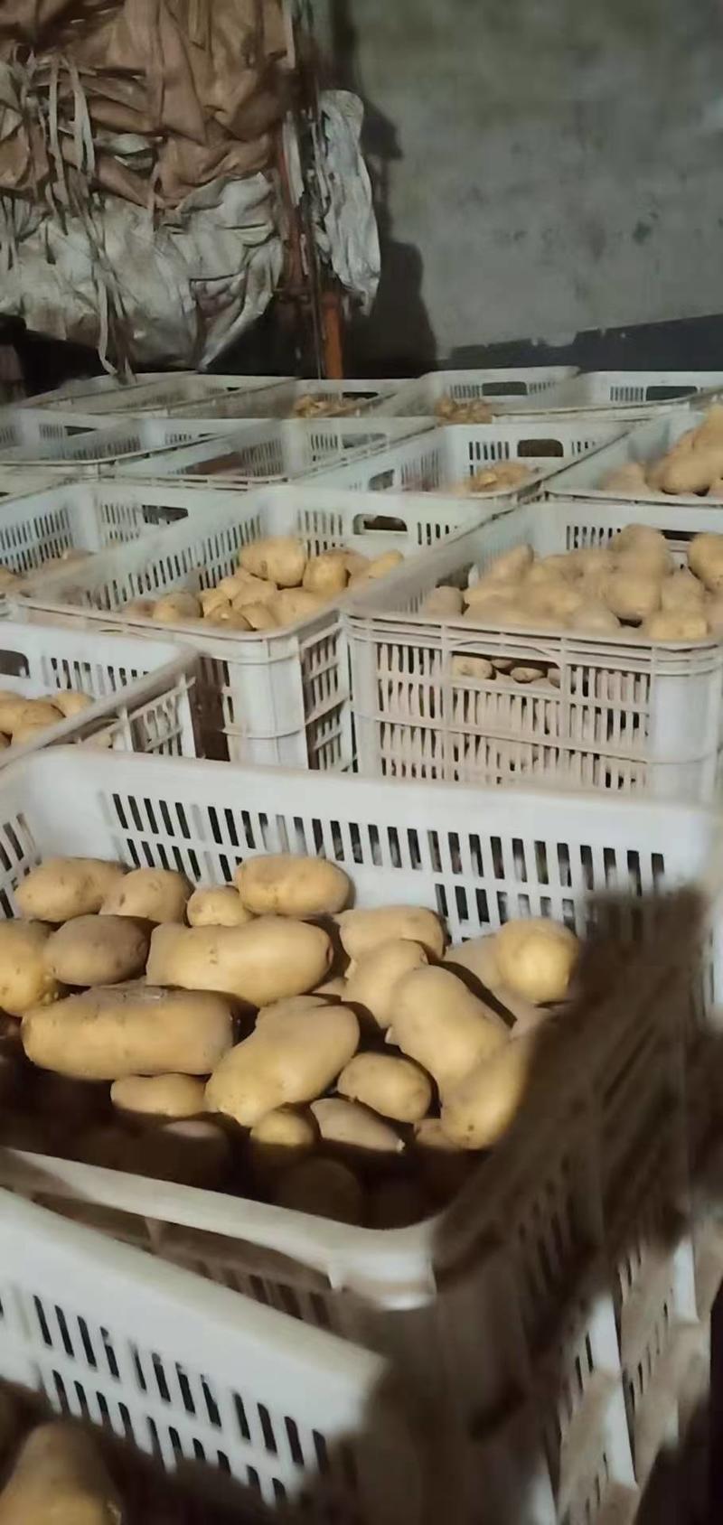 荷兰十五土豆暑形好个头大冷库打冷无青头无病害透明袋纸箱货