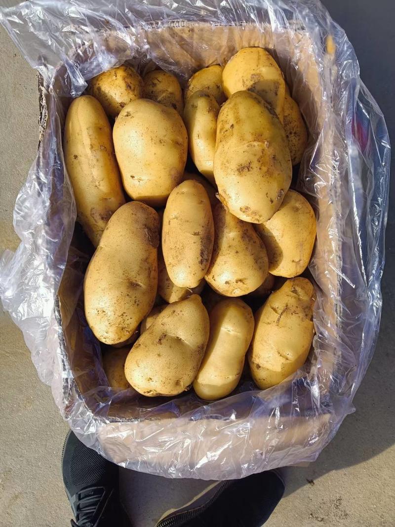 荷兰十五土豆暑形好个头大冷库打冷无青头无病害透明袋纸箱货