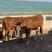 【肉牛犊】鲁西黄牛犊肉牛小黄牛犊包回收包技术