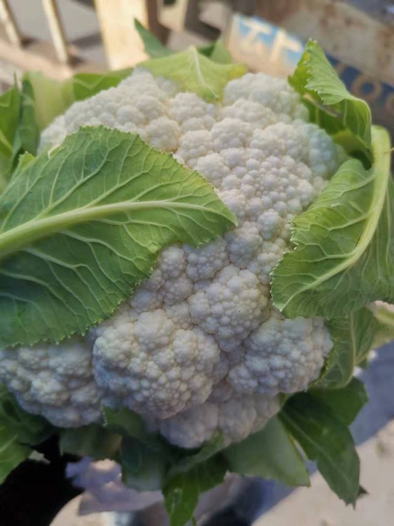 白花