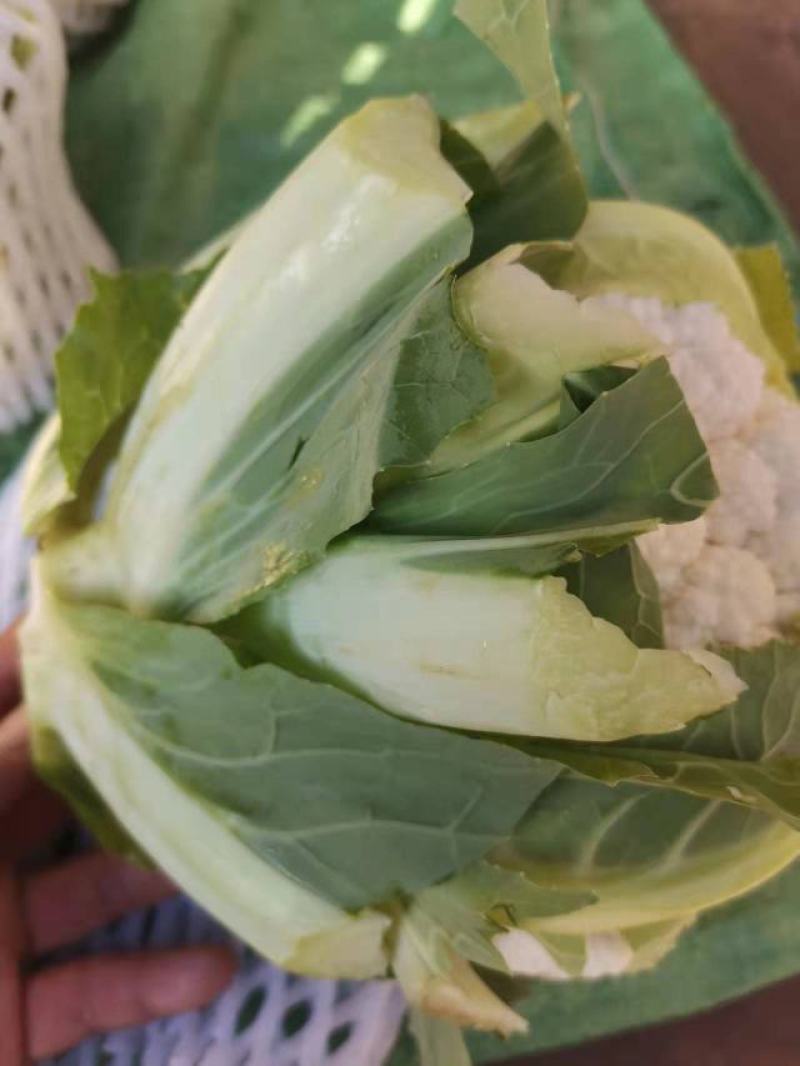 白花