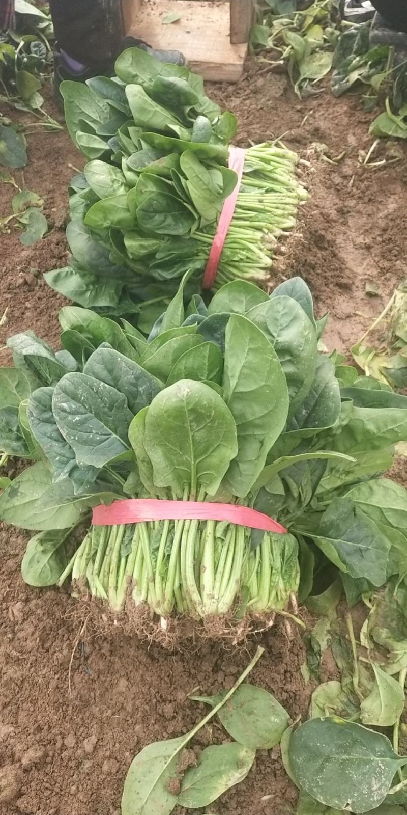 乾县菠菜黑绿，圆叶肉厚，新鲜