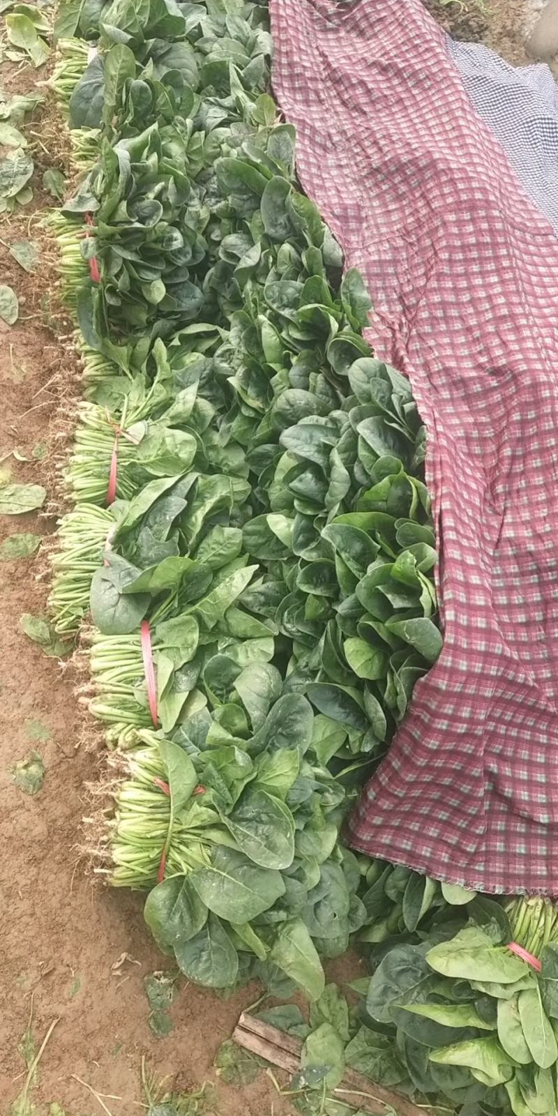 乾县菠菜黑绿，圆叶肉厚，新鲜