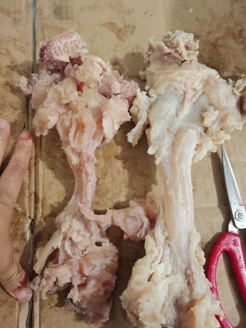 熟牛蹄副筋，蹄筋中含有丰富的蛋白聚糖和胶原蛋白