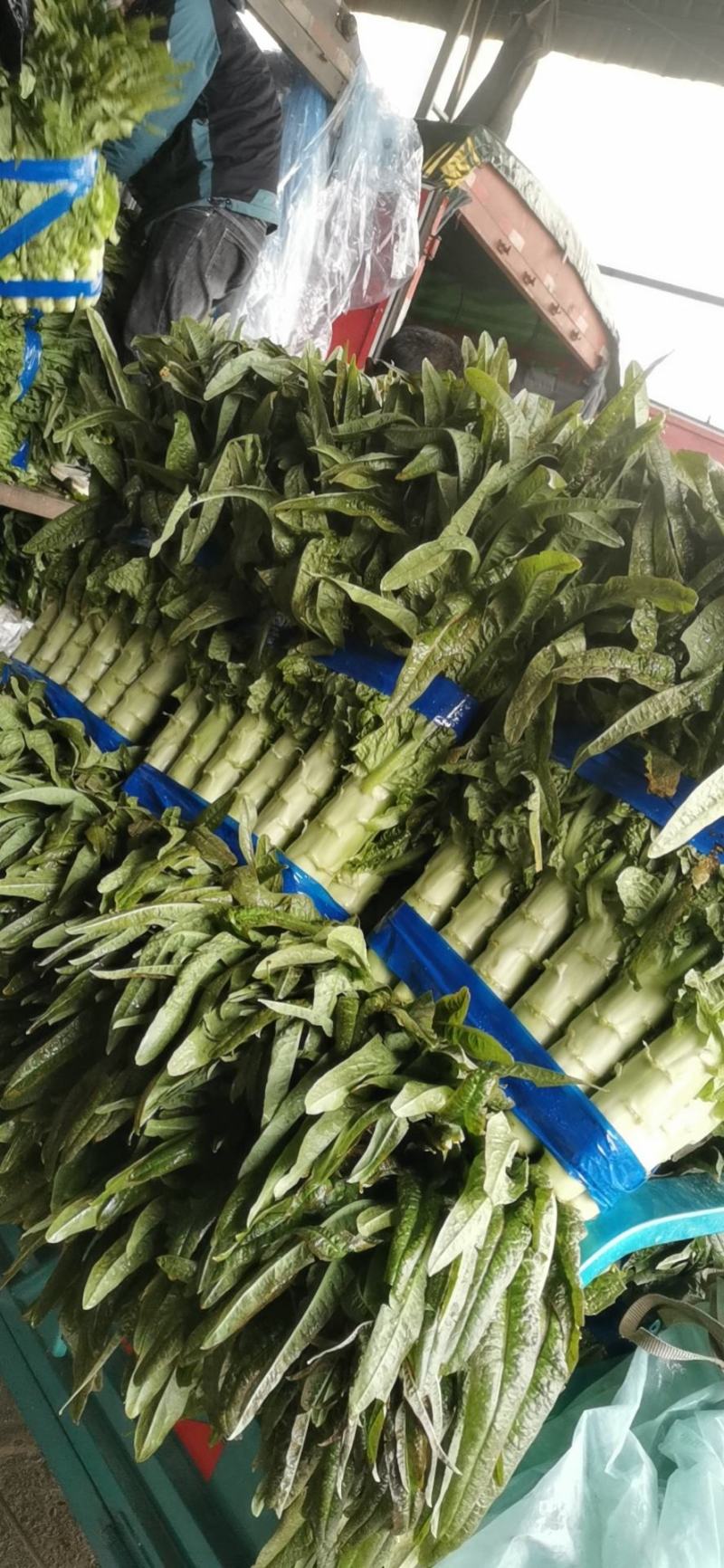 莴笋三青莴笋红尖叶莴笋大量上市中不空心不开花
