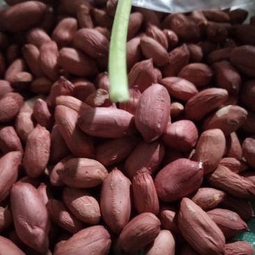 海花白果精选上品好花生大量存货颗粒饱满虫眼少欢迎联系