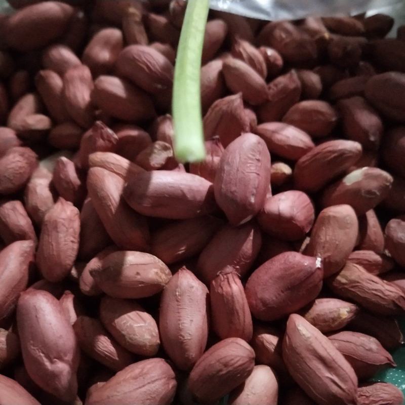 海花白果精选上品好花生大量存货颗粒饱满虫眼少欢迎联系