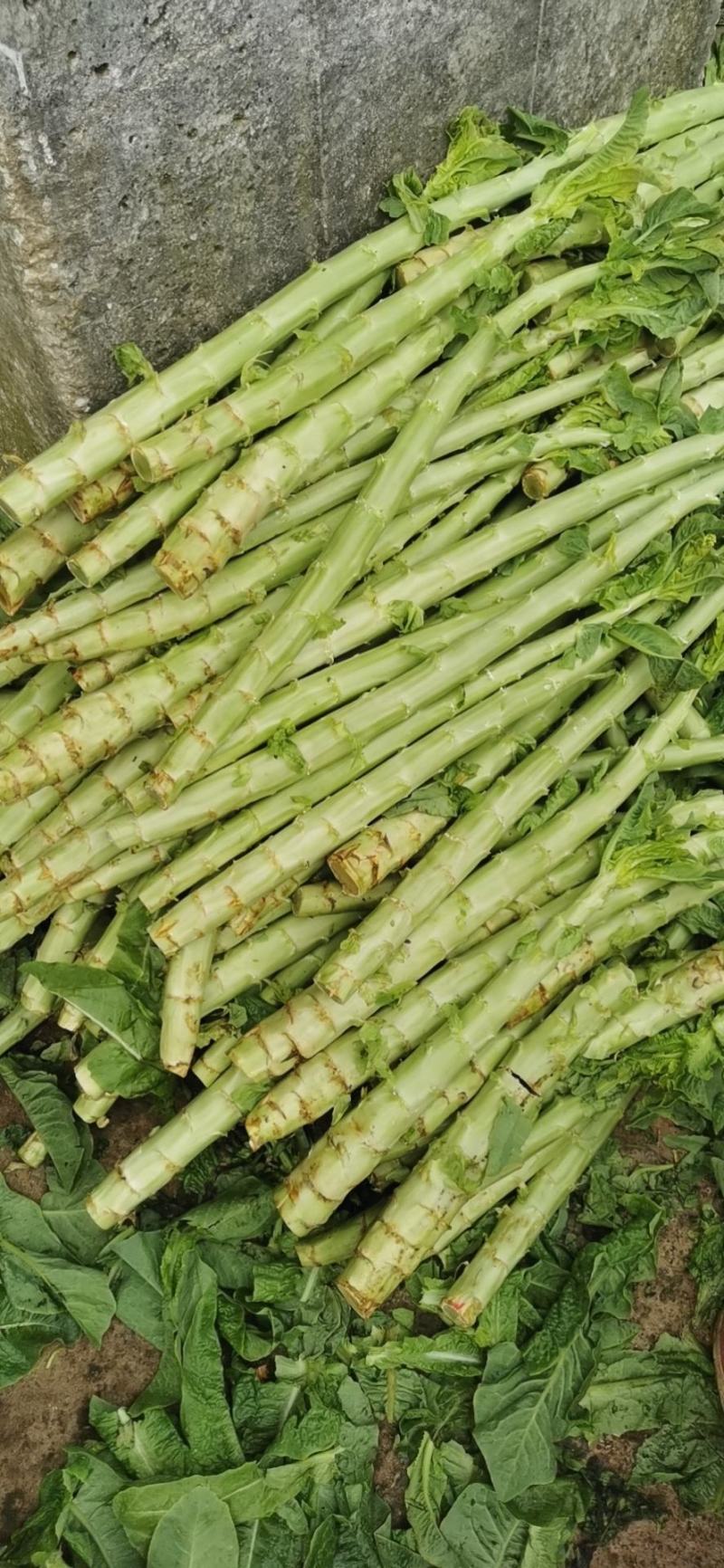 精品莴笋杆子青皮青肉没有空心骨节单颗1.5左右