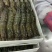 特大黑虎虾深海海洋大对虾黑虎虾个大肉肥礼盒
