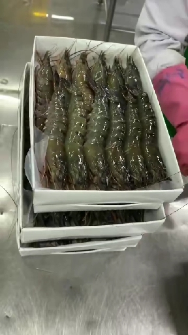 特大黑虎虾深海海洋大对虾黑虎虾个大肉肥礼盒