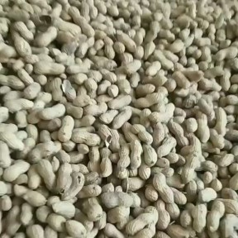 海花白果精选上品好花生大量存货颗粒饱满虫眼少欢迎联系
