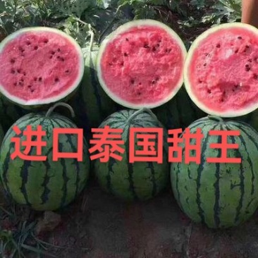 【西瓜种子】进口泰国甜王大红瓤含糖高条带清晰个大饱满