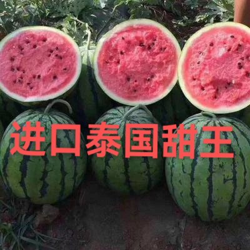 【西瓜种子】进口泰国甜王大红瓤含糖高条带清晰个大饱满