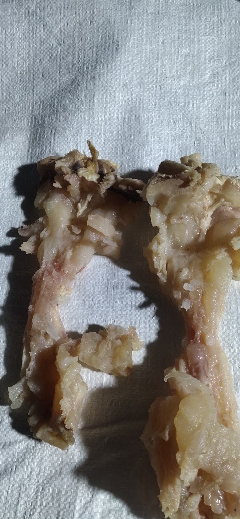熟牛蹄副筋，蹄筋中含有丰富的蛋白聚糖和胶原蛋白