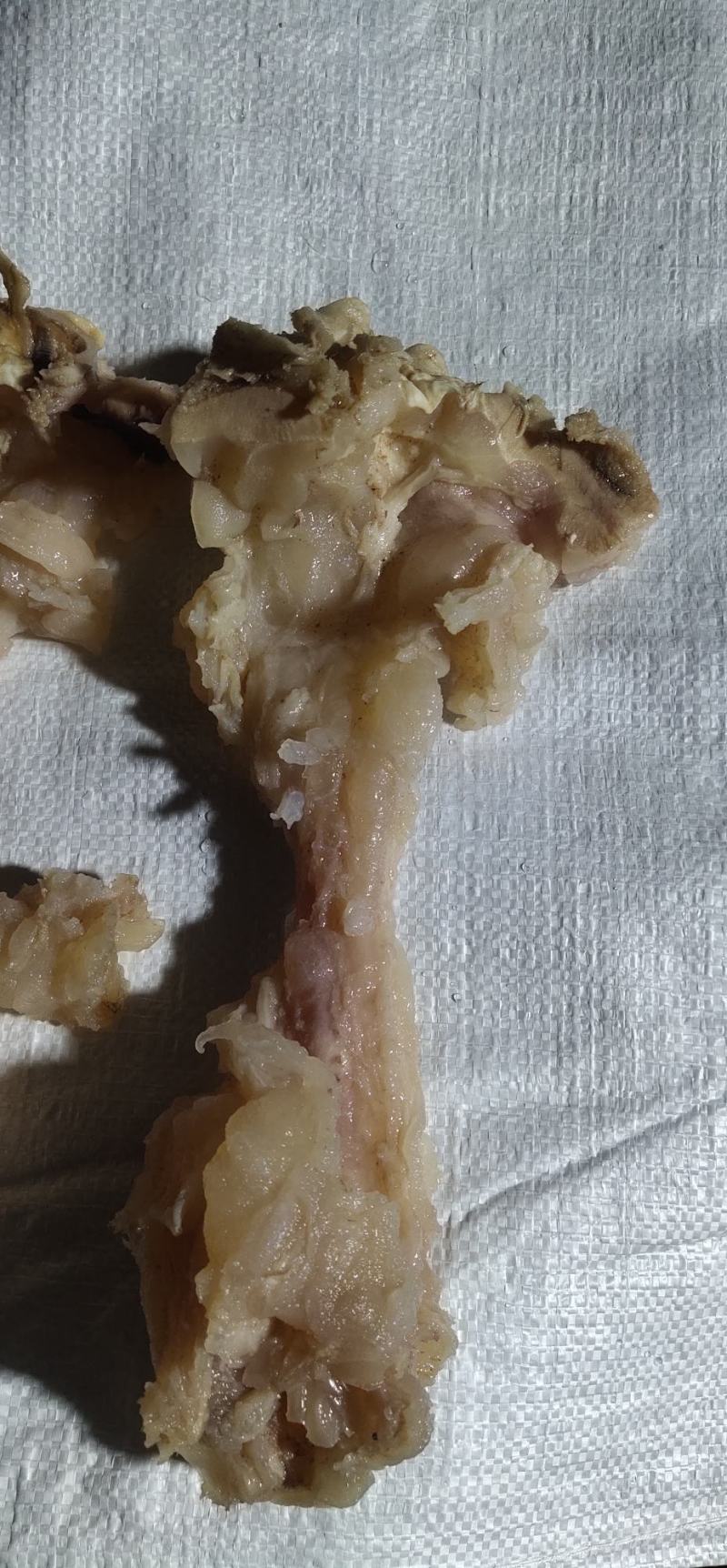 熟牛蹄副筋，蹄筋中含有丰富的蛋白聚糖和胶原蛋白