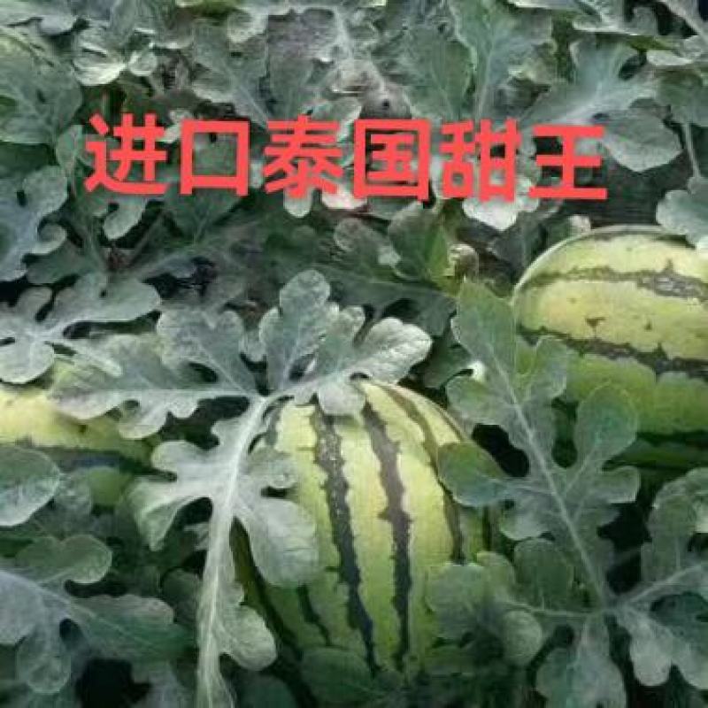【西瓜种子】进口泰国甜王大红瓤含糖高条带清晰个大饱满