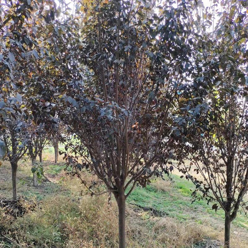 红叶李/紫叶李供应3-12公分的红叶李子树紫叶李子树